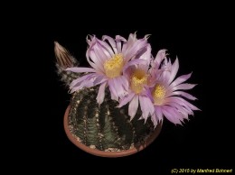 Echinocereus pulchellus v. weinbergii 1528